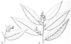 Neobalanocarpus heimii Chengal Neobalanocarpus heimii Chengal